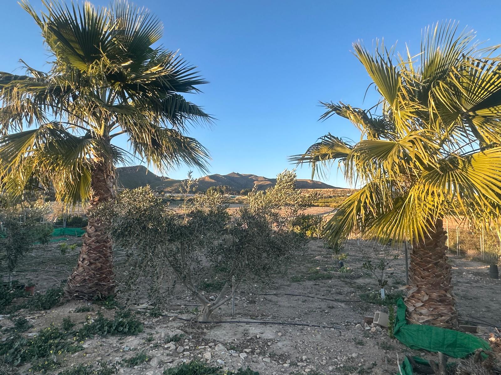 Charming Finca in La Majada